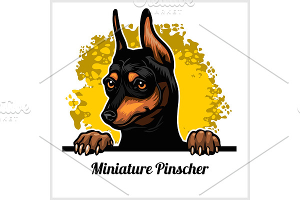 Color dog head, Miniature Pinscher