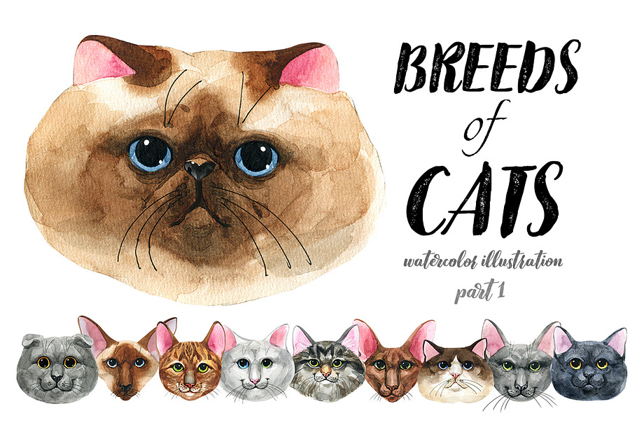Breeds of cats - watercolor. Part 3 in Illustrations - product preview 8