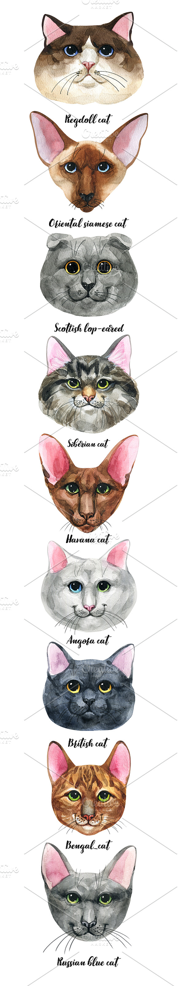 Breeds of cats - watercolor. Part 3 in Illustrations - product preview 1