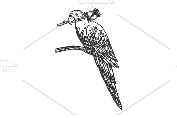 Parrot with rose in beak sketch