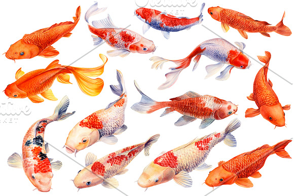 Lotus flowers and koi fish in Illustrations - product preview 1