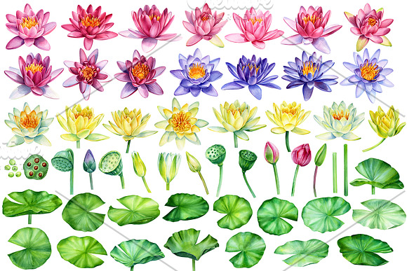Lotus flowers and koi fish in Illustrations - product preview 2