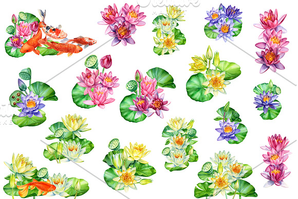 Lotus flowers and koi fish in Illustrations - product preview 3