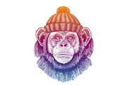 Chimpanzee, monkey. Skier woolen