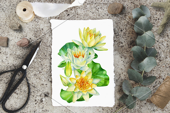 Lotus flowers and koi fish in Illustrations - product preview 5