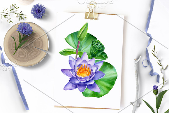 Lotus flowers and koi fish in Illustrations - product preview 10