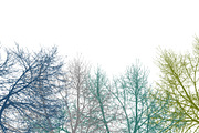 Multicolor Graphic Silhouette Botani