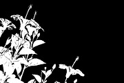 Black and White Floral Borders Backg