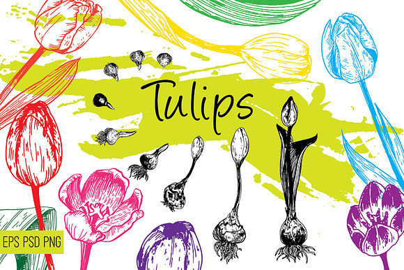 Tulips. Engraving bulb flowers. in Illustrations - product preview 4