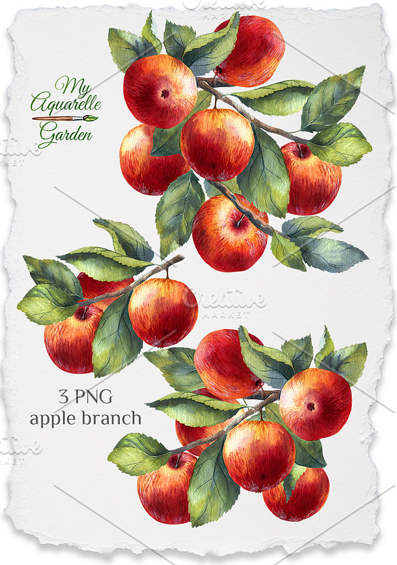 Apple Watercolor clipart in Illustrations - product preview 1