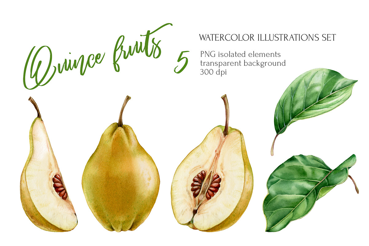 Quince Fruit Watercolor Set in Illustrations - product preview 8