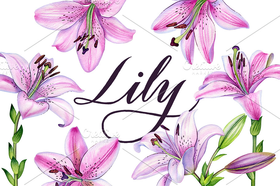Lily in Illustrations - product preview 8