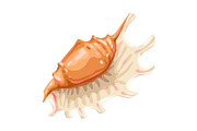 Illustration of seashell. Tropical