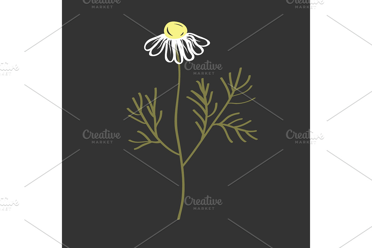 Doodle vector of Chamomile Flower in Illustrations - product preview 8