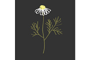 Doodle vector of Chamomile Flower