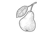 Pear fruit sketch vector