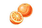 Illustration of ripe orange and