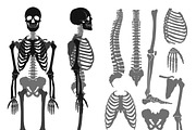 Human anatomy monochrome set