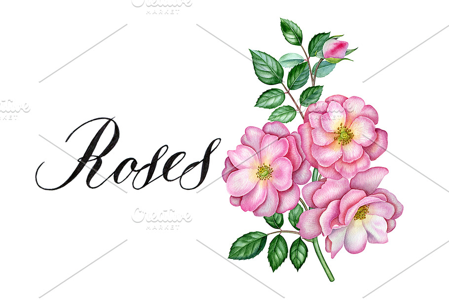 Rose in Illustrations - product preview 8