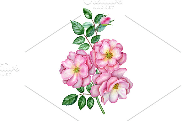 Rose in Illustrations - product preview 1