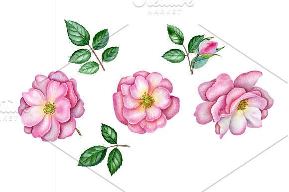 Rose in Illustrations - product preview 2