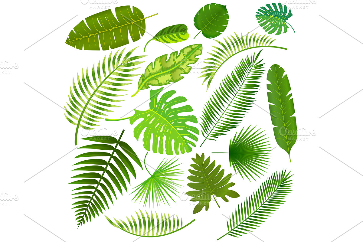 Tropical leaves collection vector in Illustrations - product preview 8