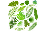 Tropical leaves collection vector
