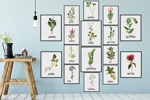 Medicinal Herb Collection 4 in Illustrations - product preview 5