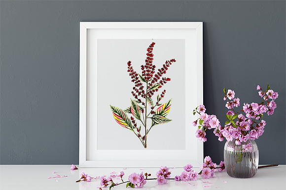 Medicinal Herb Collection 4 in Illustrations - product preview 6