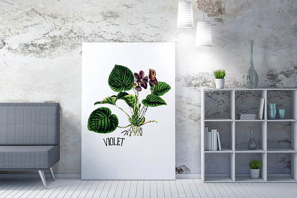 Medicinal Herb Collection 4 in Illustrations - product preview 7