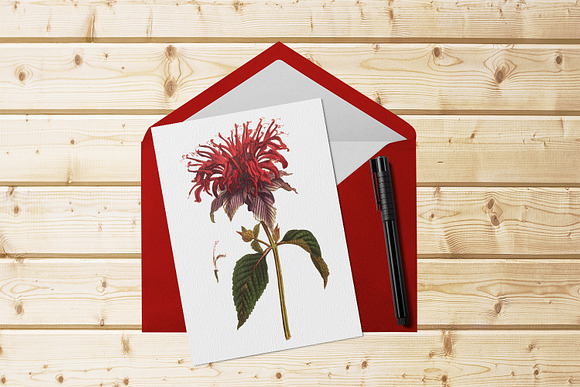 Medicinal Herb Collection 4 in Illustrations - product preview 9