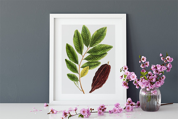 Medicinal Herb Collection 5 in Illustrations - product preview 5