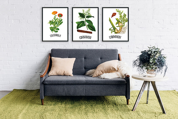 Medicinal Herb Collection 5 in Illustrations - product preview 7