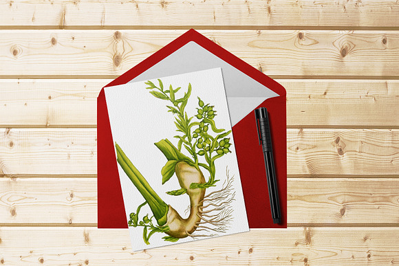 Medicinal Herb Collection 5 in Illustrations - product preview 8