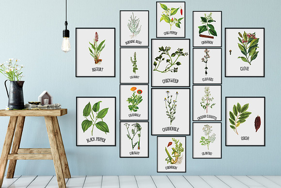Medicinal Herb Collection 5 in Illustrations - product preview 9