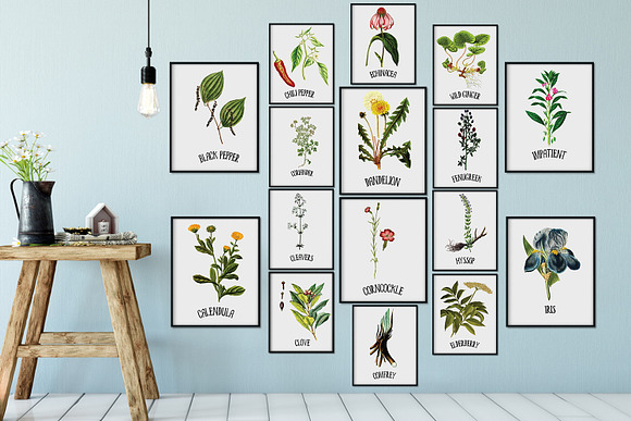 Medicinal Herb Collection 6 in Illustrations - product preview 5