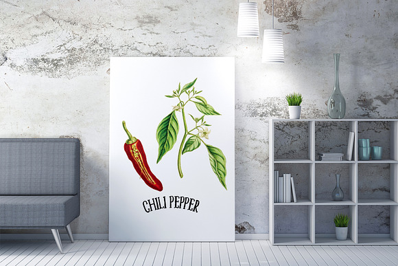 Medicinal Herb Collection 6 in Illustrations - product preview 7