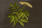 Elderberry Medicinal Plant Transpare