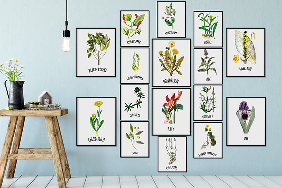 Medicinal Herb Collection 7 in Illustrations - product preview 5