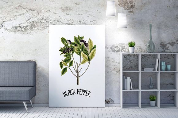 Medicinal Herb Collection 7 in Illustrations - product preview 6
