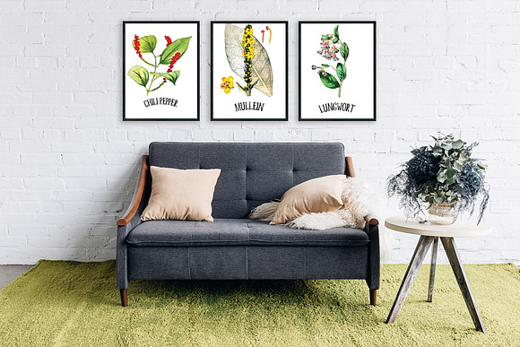 Medicinal Herb Collection 7 in Illustrations - product preview 7