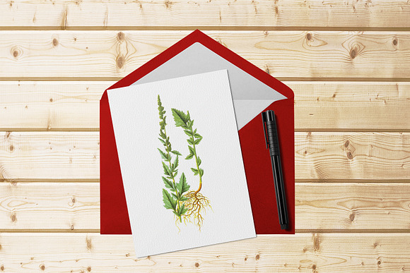 Medicinal Herb Collection 7 in Illustrations - product preview 8