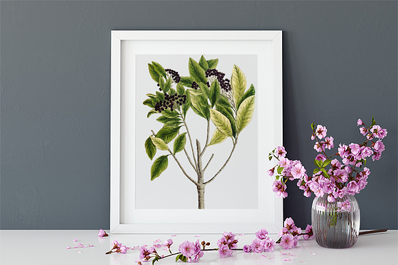 Medicinal Herb Collection 7 in Illustrations - product preview 9