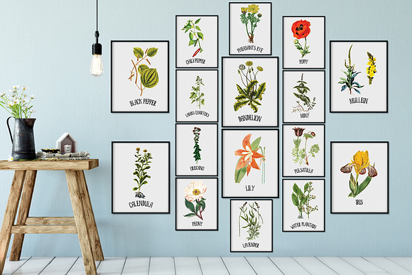 Medicinal Herb Collection 8 in Illustrations - product preview 5
