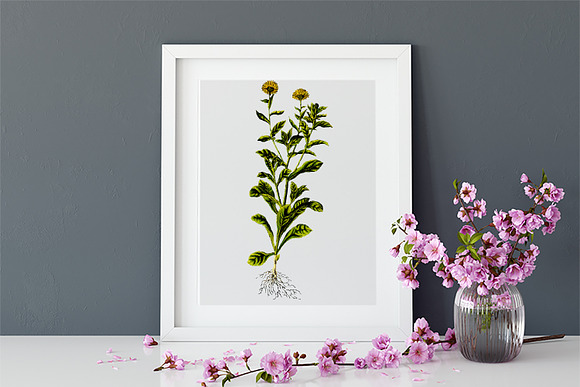 Medicinal Herb Collection 8 in Illustrations - product preview 6