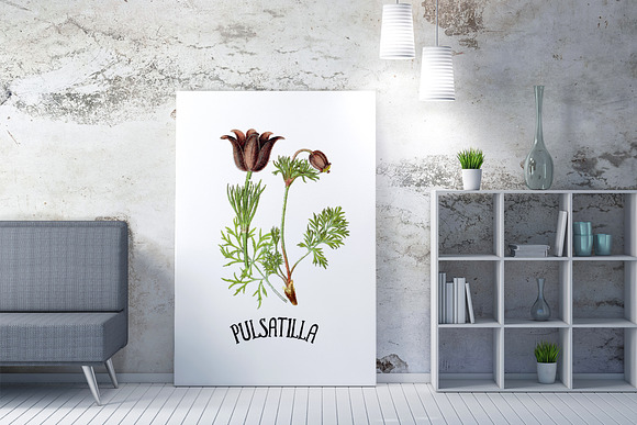 Medicinal Herb Collection 8 in Illustrations - product preview 7