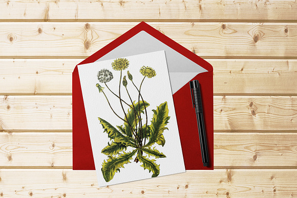 Medicinal Herb Collection 8 in Illustrations - product preview 9