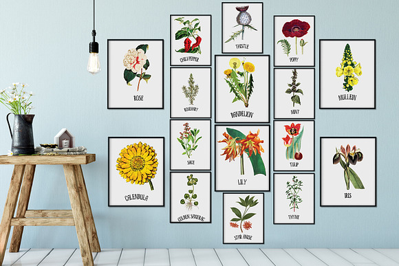 Medicinal Herb Collection 9 in Illustrations - product preview 5