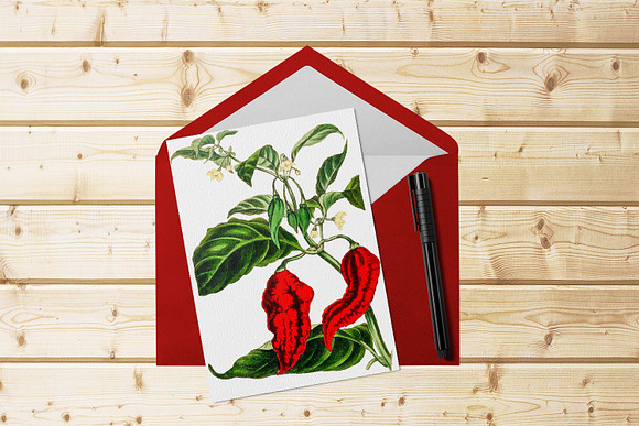 Medicinal Herb Collection 9 in Illustrations - product preview 9