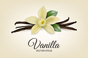 Vanilla flower. Vector set.
